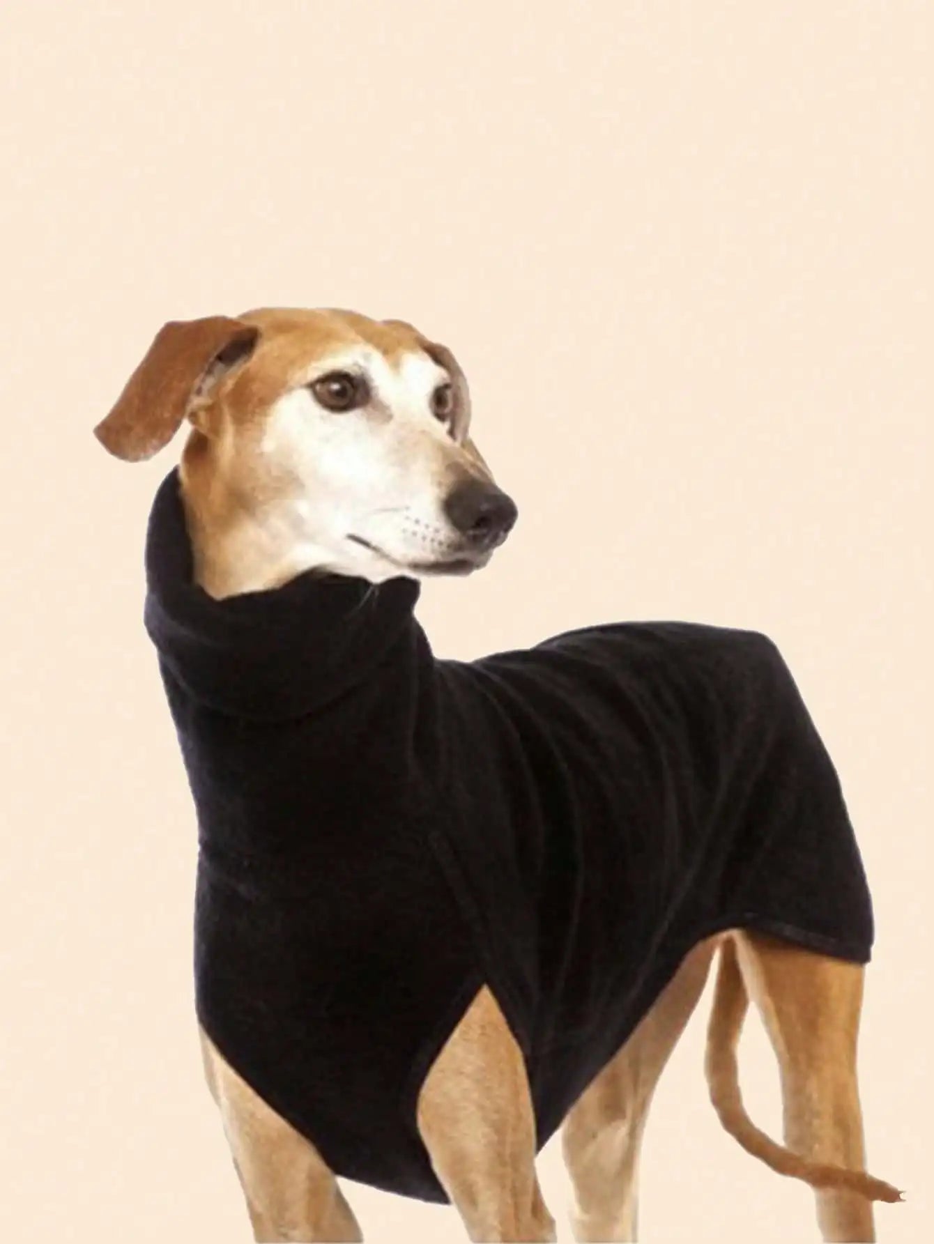 Calling Greyhound Lovers. This Sharp Classic Turtle Neck Style Jacket. These Sweet Fur Babies require a Specific fit for Their Shape. Multiple Size Choices. Also Comes in Grey.